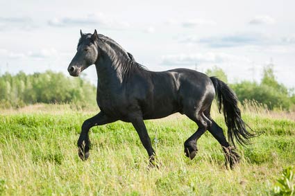 Frison 